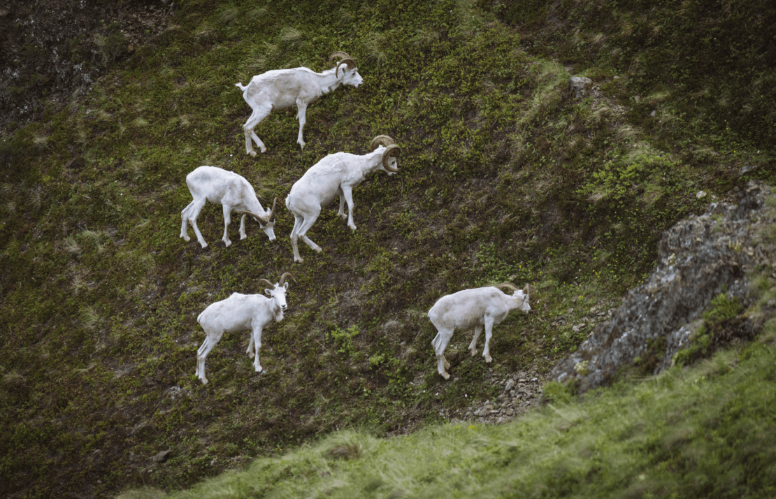 Dall Sheep | SITKA Gear