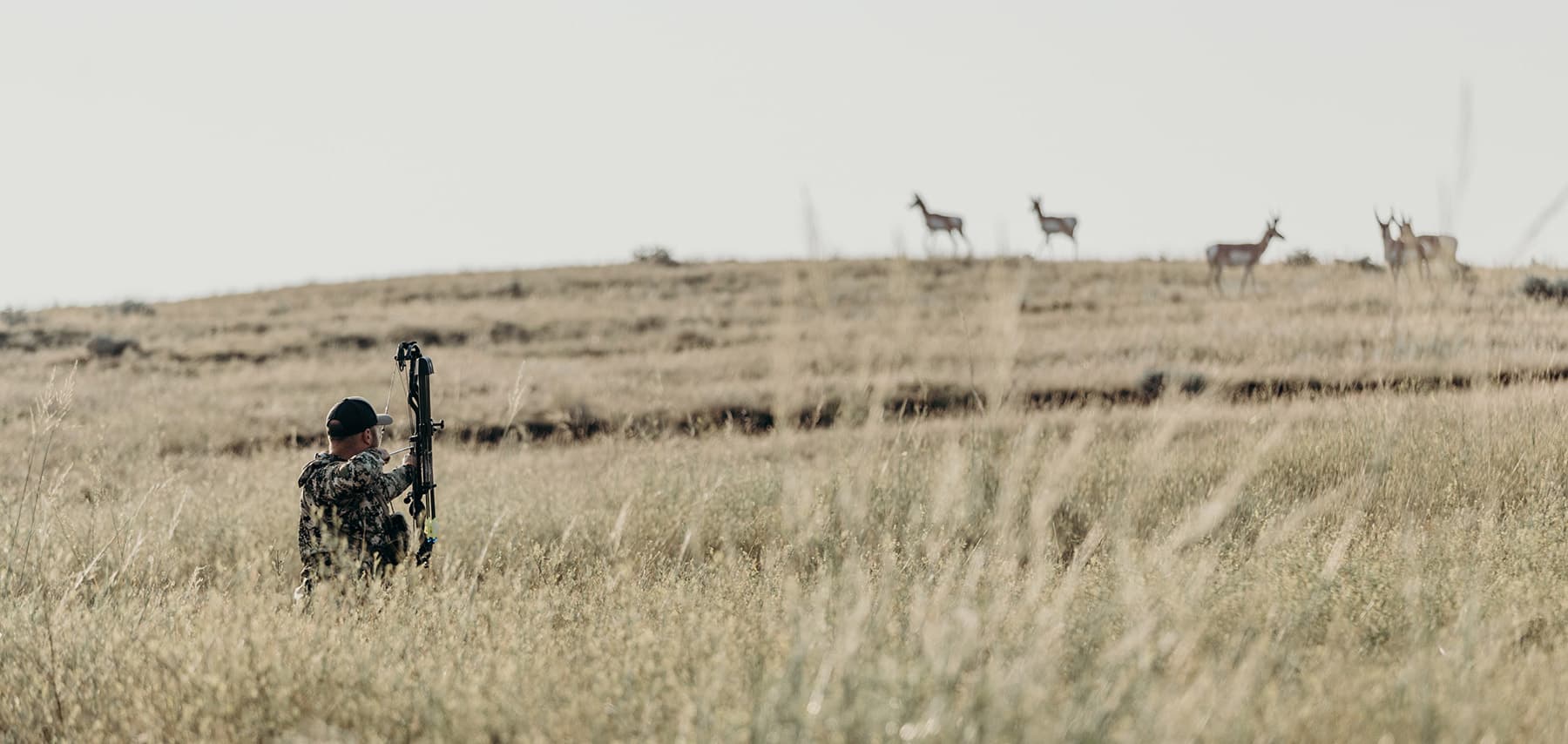 image/jpeg | The-Sage-of-Sagebrush.jpg