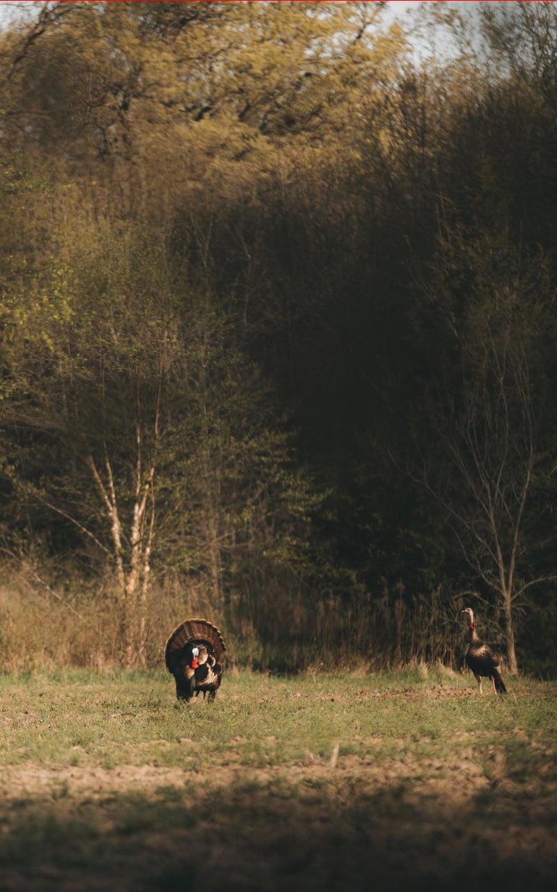 Two turkeys in the middle of a field gobbling | SITKA Gear