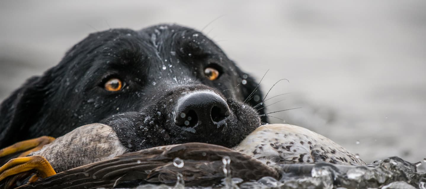 Black Lab retrieving a duck.