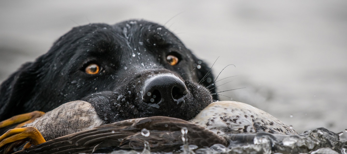 Black Lab retrieving a duck.