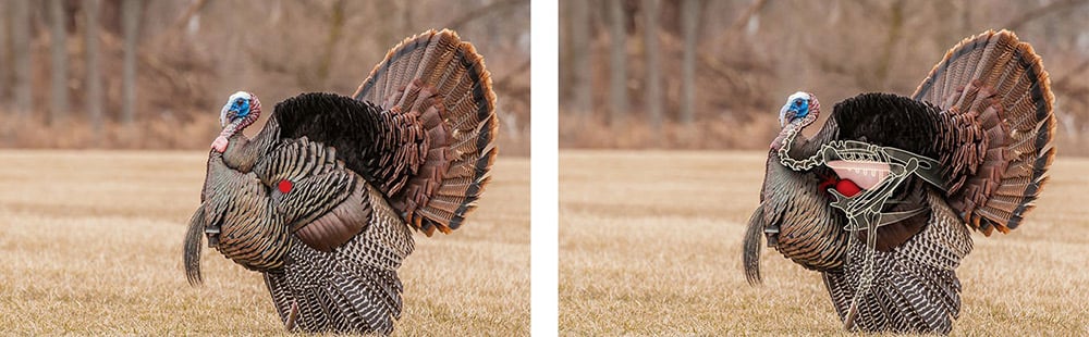 turkey-shot-2