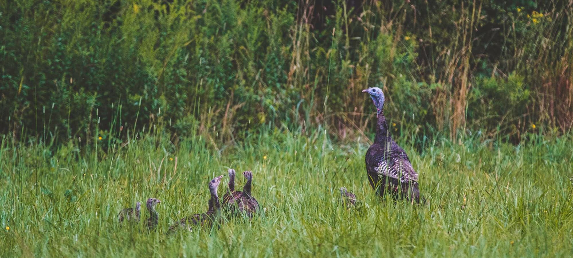 Hatching Healthy Habitats