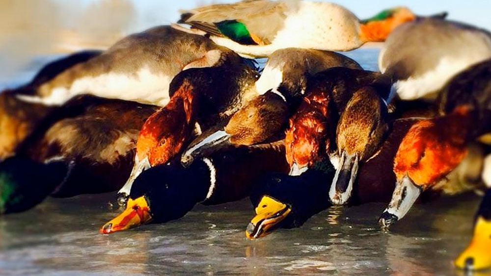 Finding Beauty One Duck At A Time