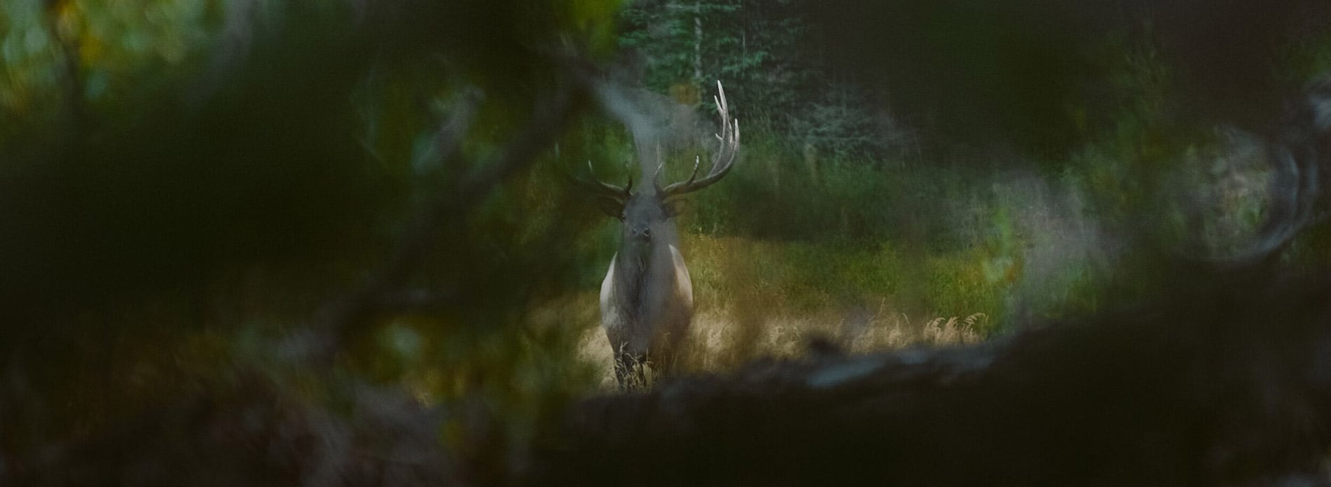 Should You Take a Frontal Shot on an Elk?