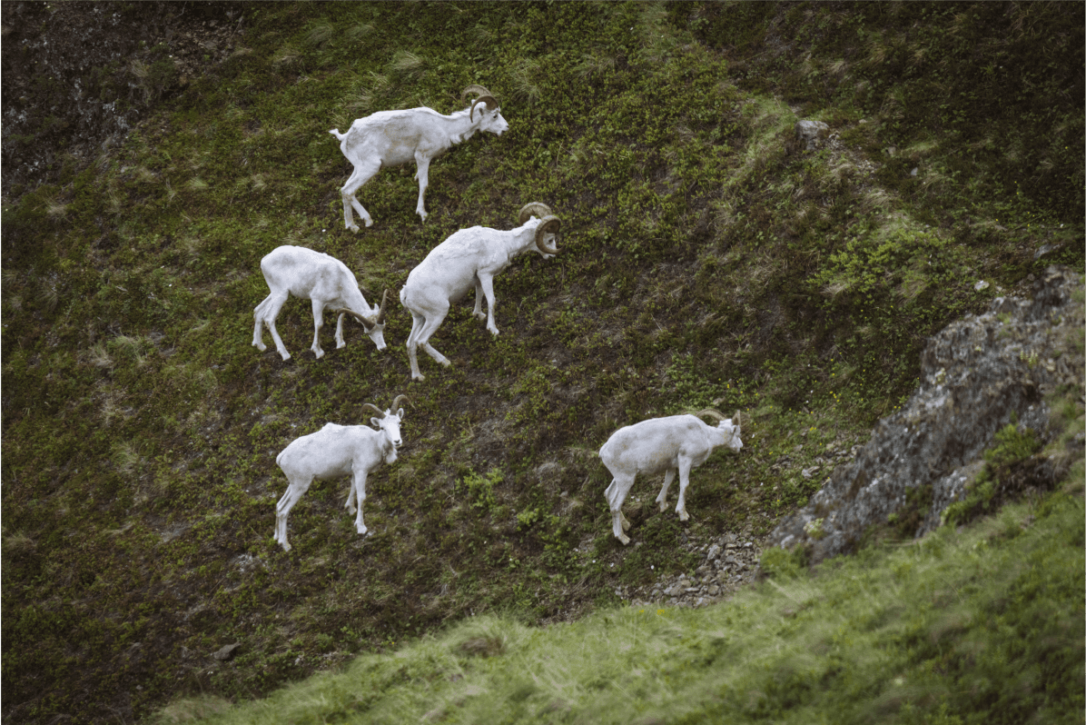 Dall sheep | SITKA Gear