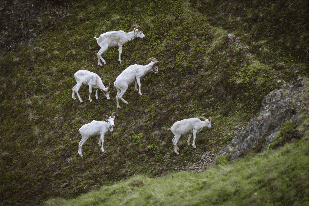 Dall sheep | SITKA Gear