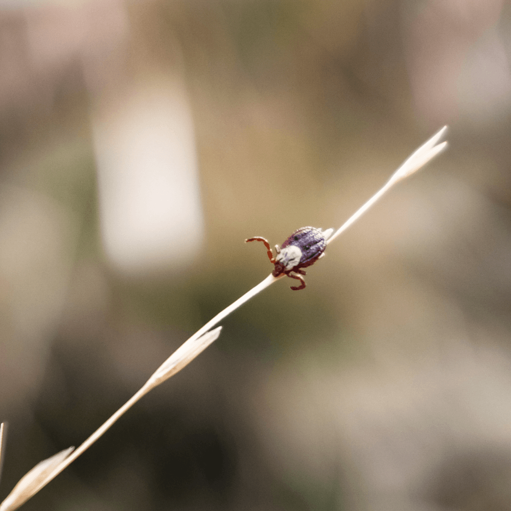 Close up photo of tick on a plant