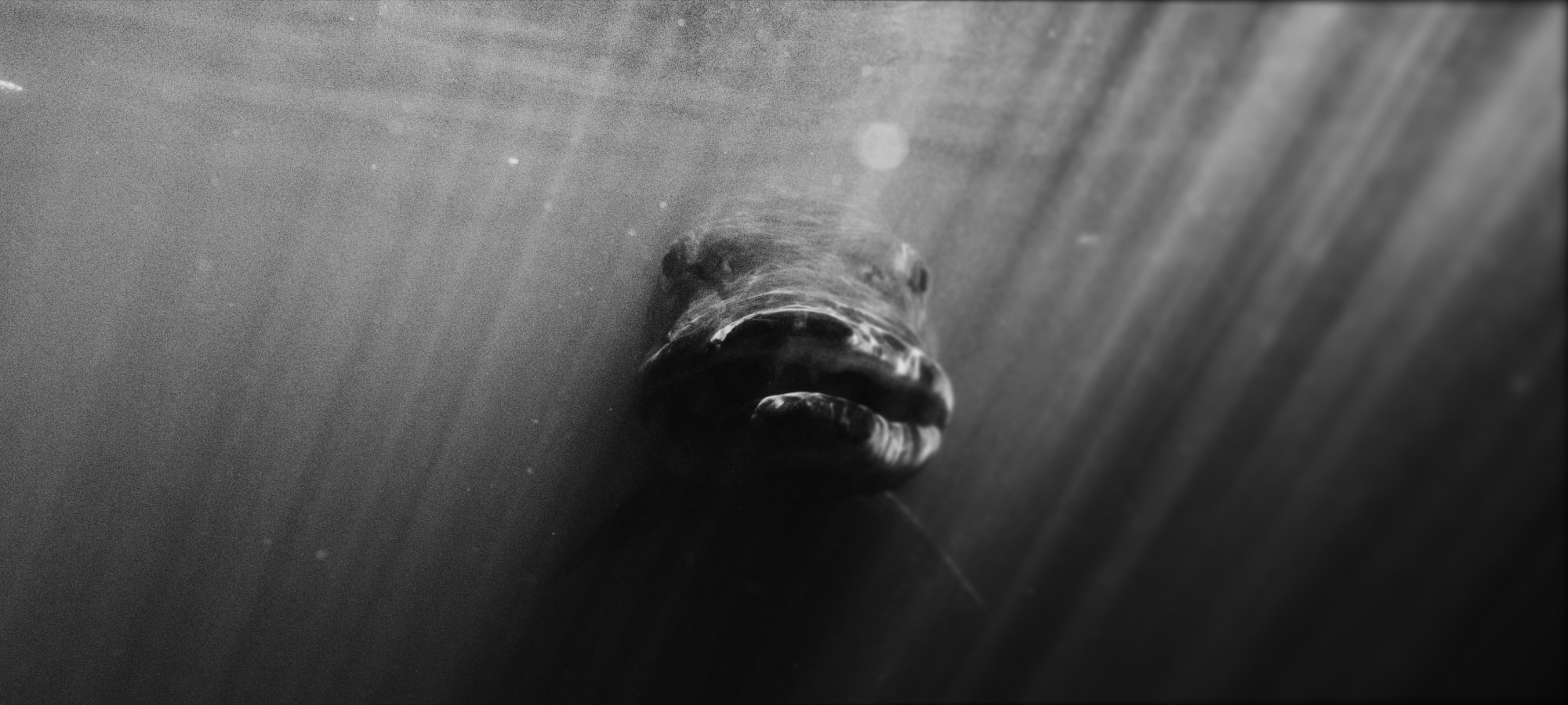 Casting for Ghosts fish in the water