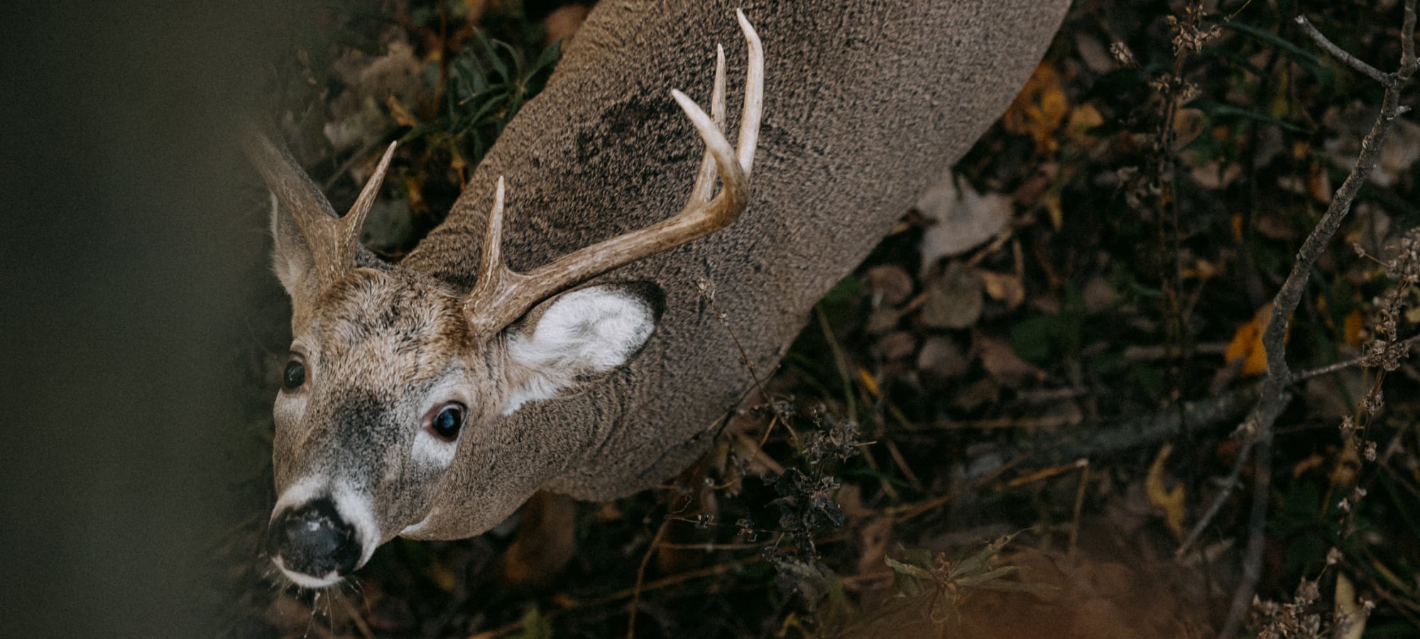 Whitetail Deer looking up | SITKA Gear