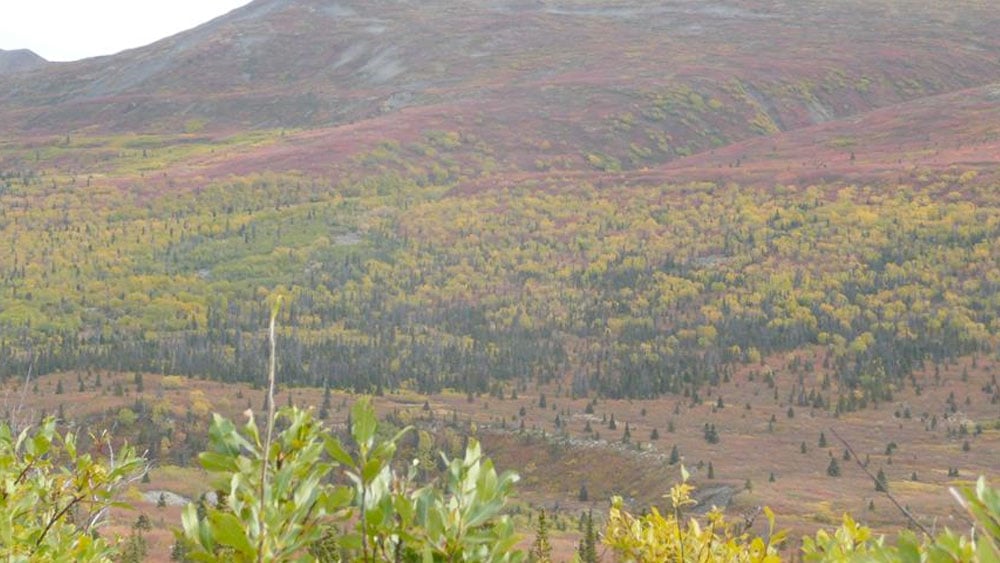 A Solo Moose Hunt and Memorial to a Friend