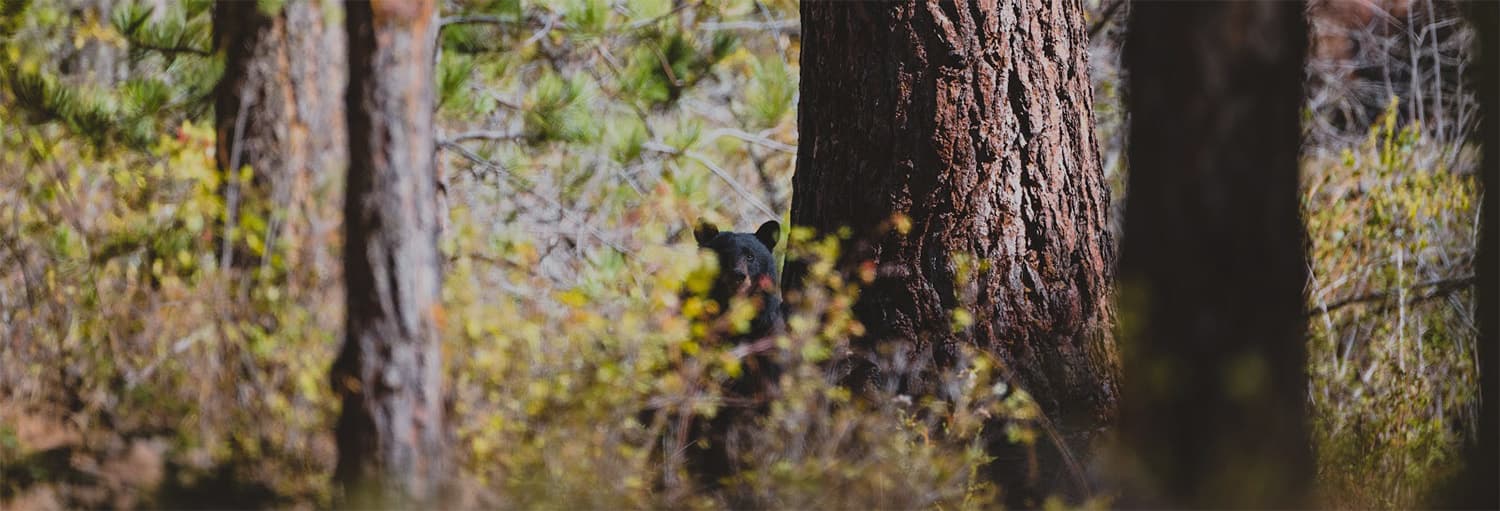 Bear in the wilderness.