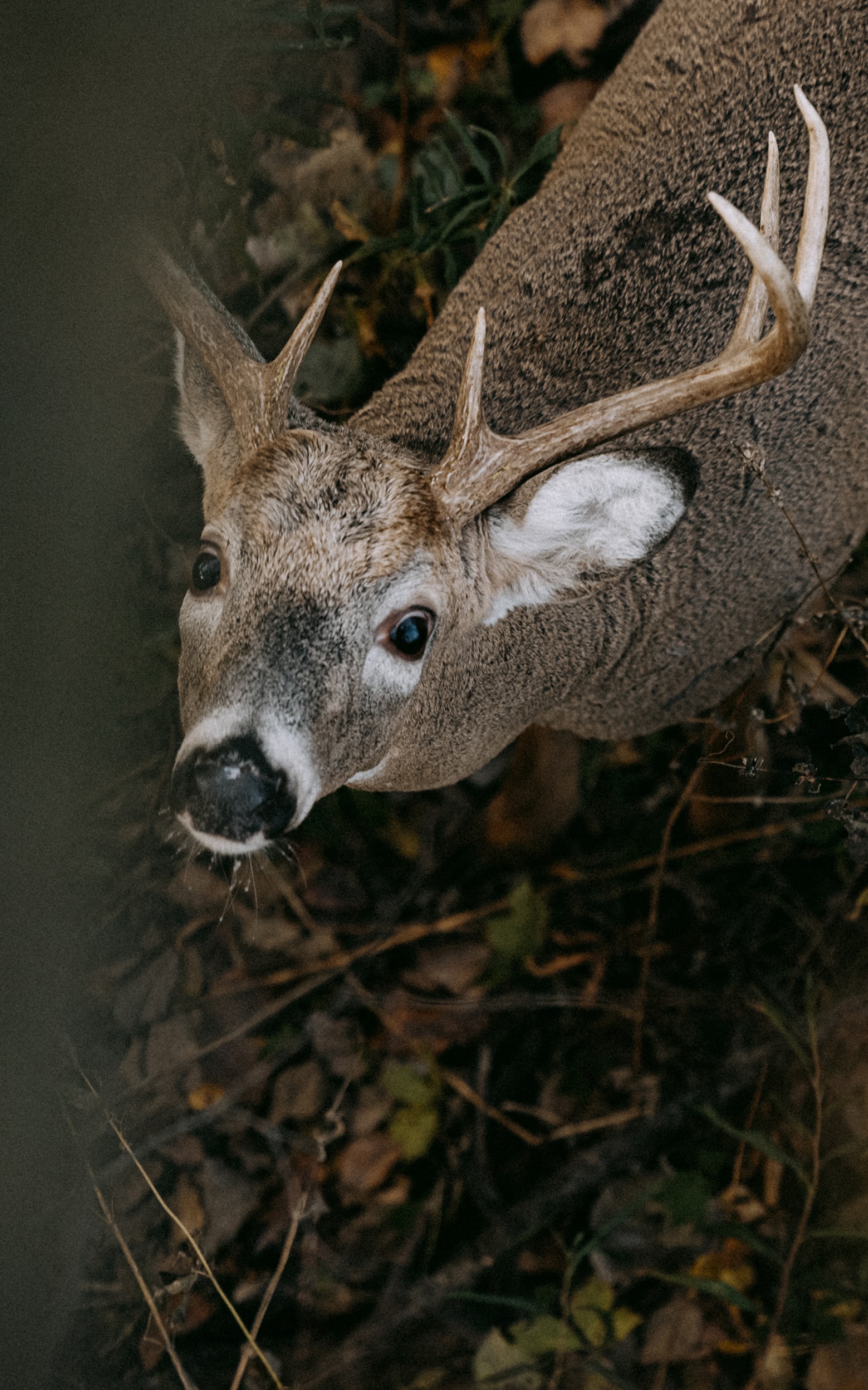 Whitetail Deer looking up | SITKA Gear