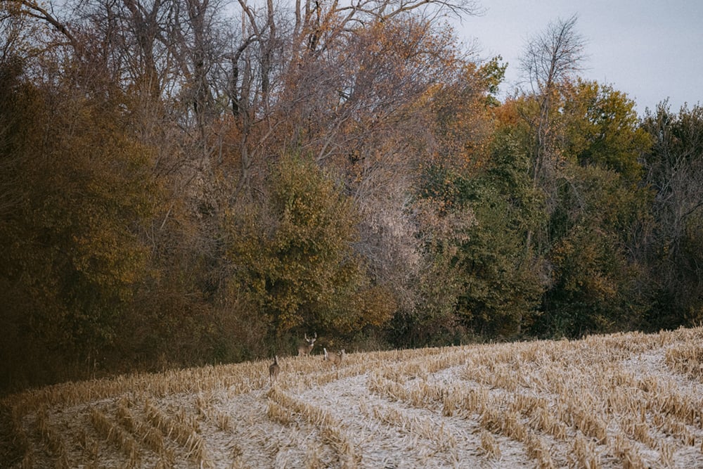 Whitetail Deer in a field | SITKA Gear