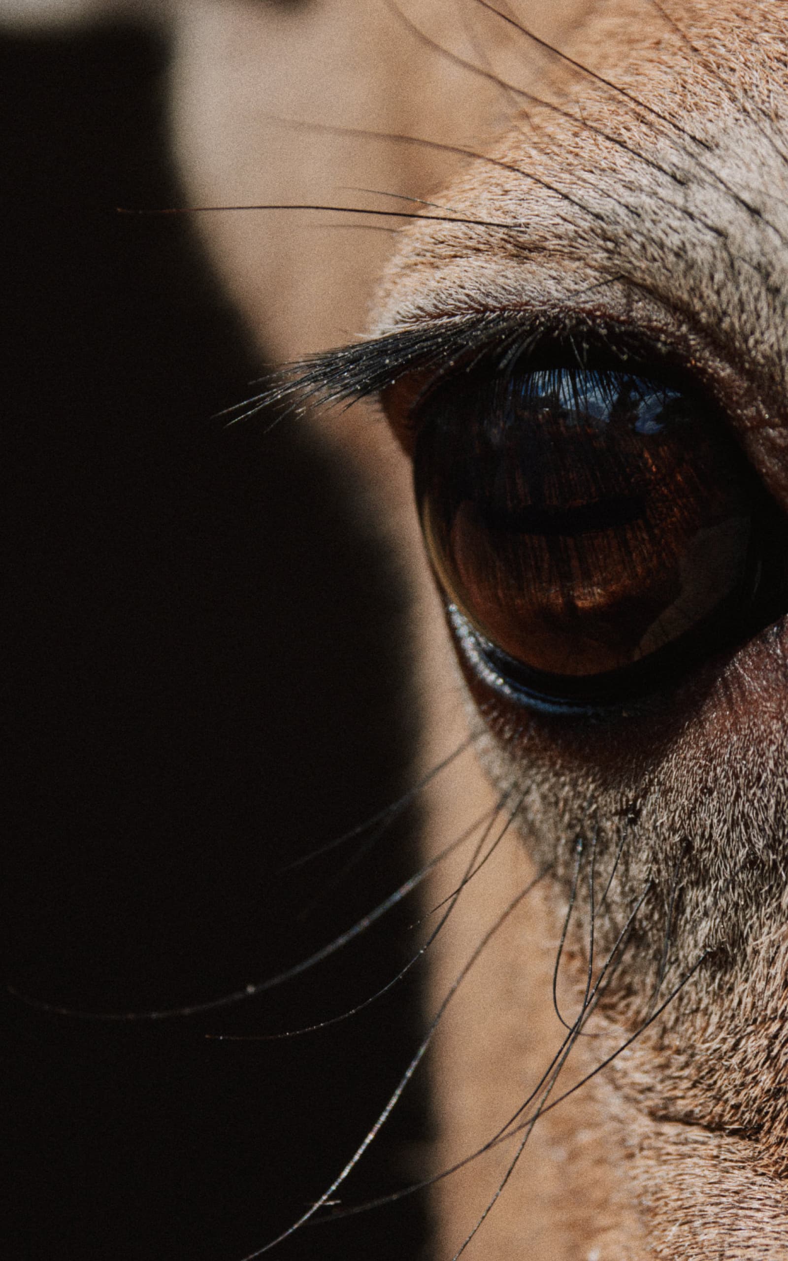 Close-up of a deer eye | SITKA Gear
