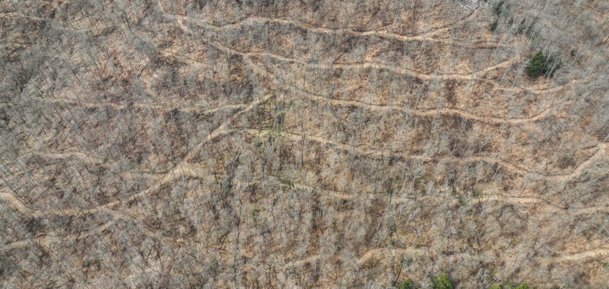 The Big Woods | SITKA Gear