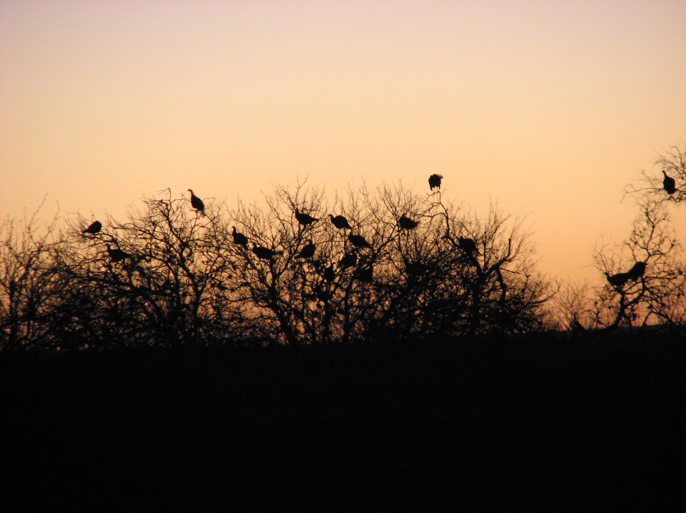 Turkeys for Tomorrow
