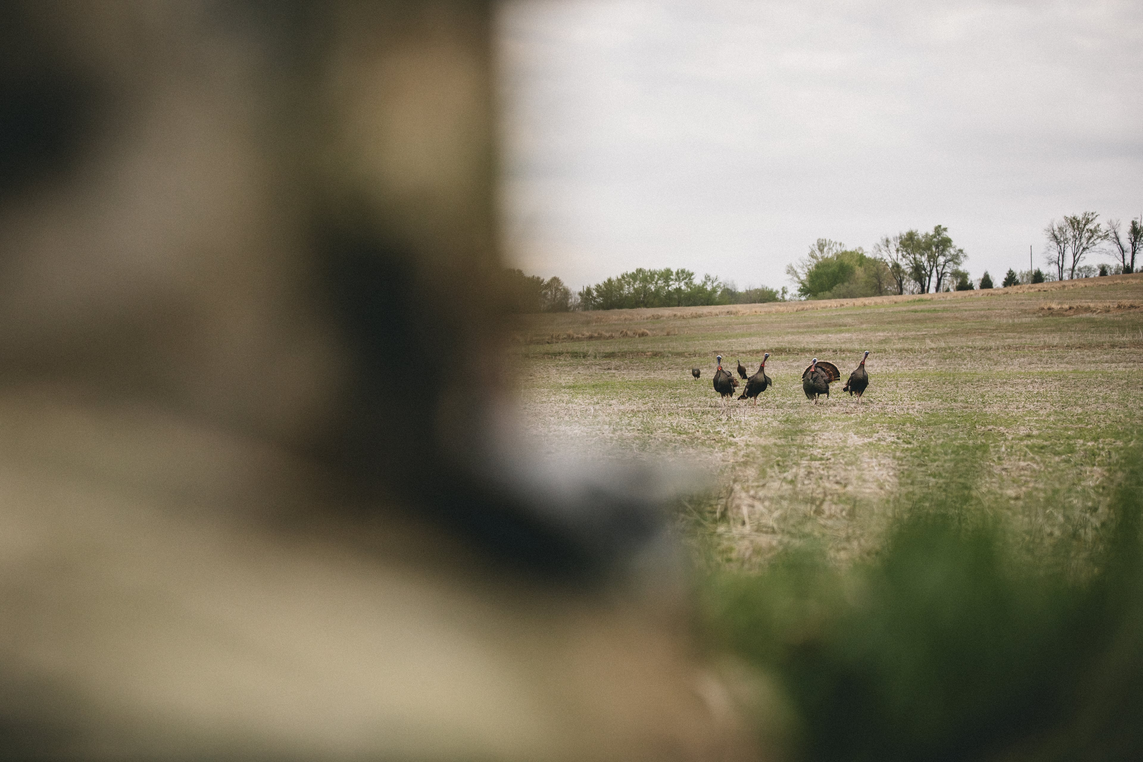 10-turkey-hunting-tips-and-tactics-for-a-successful-hunt-image-5