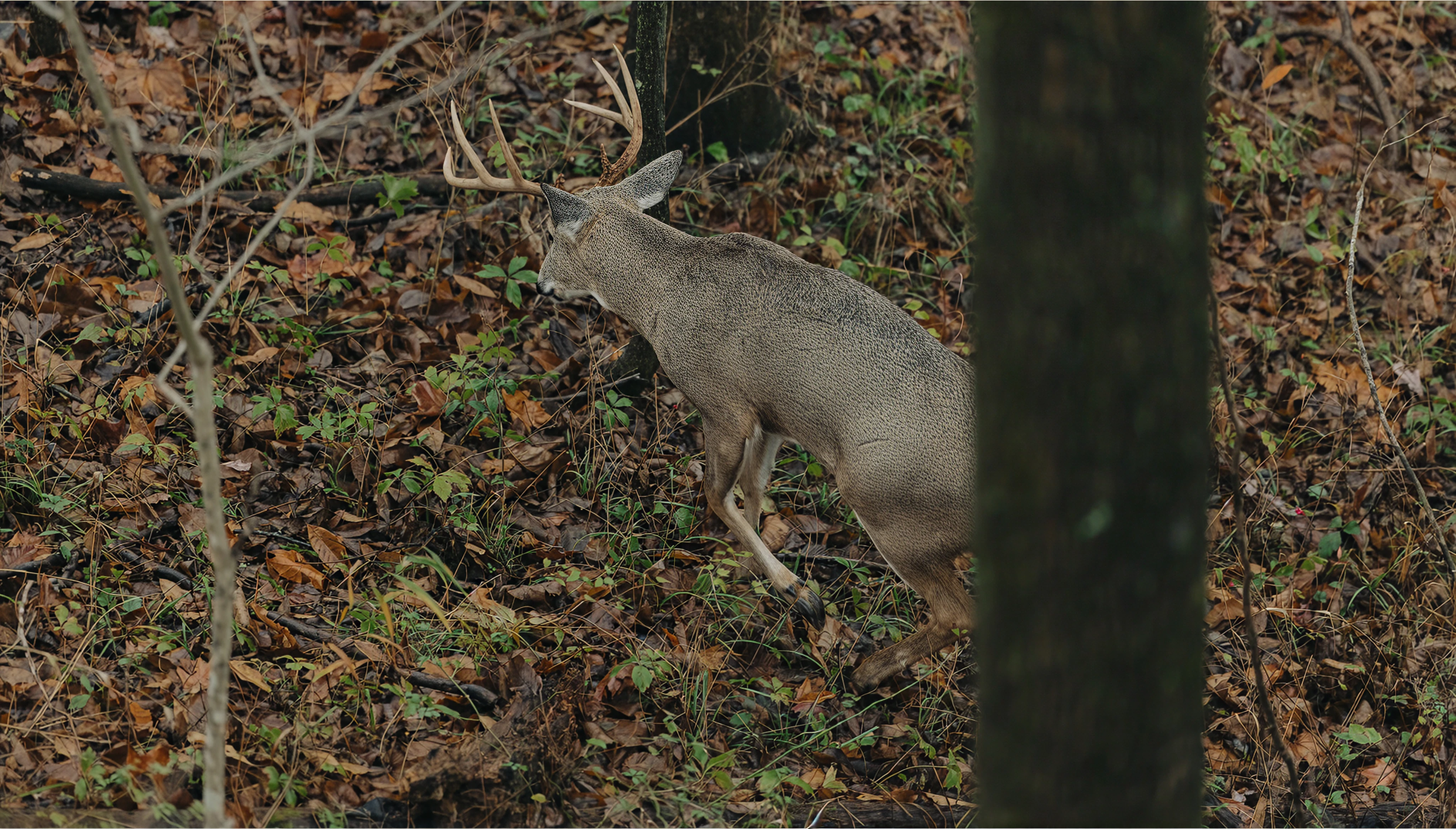 Hunting Deer in the Rain: An Essential Guide