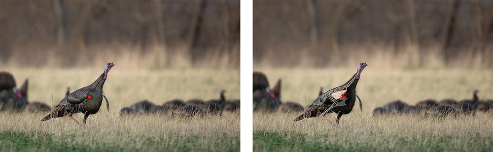 turkey-shot-1