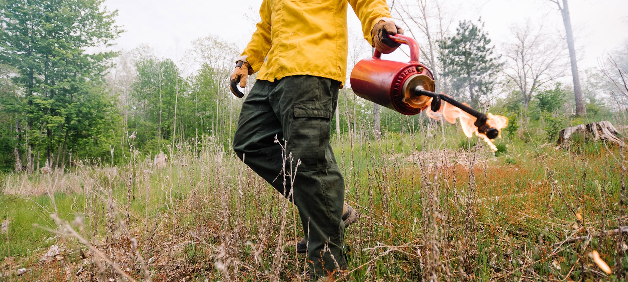 Saving Oak Savannas: The Imperiled Ecosystem That Wild Turkeys Rely On