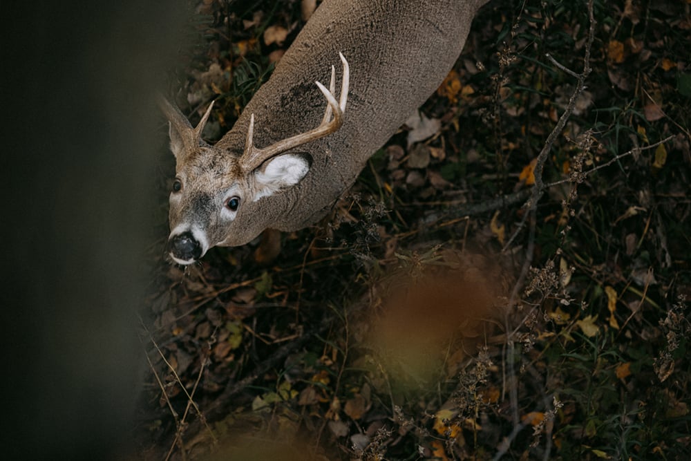 Whitetail Deer staring up from the ground | SITKA Gear