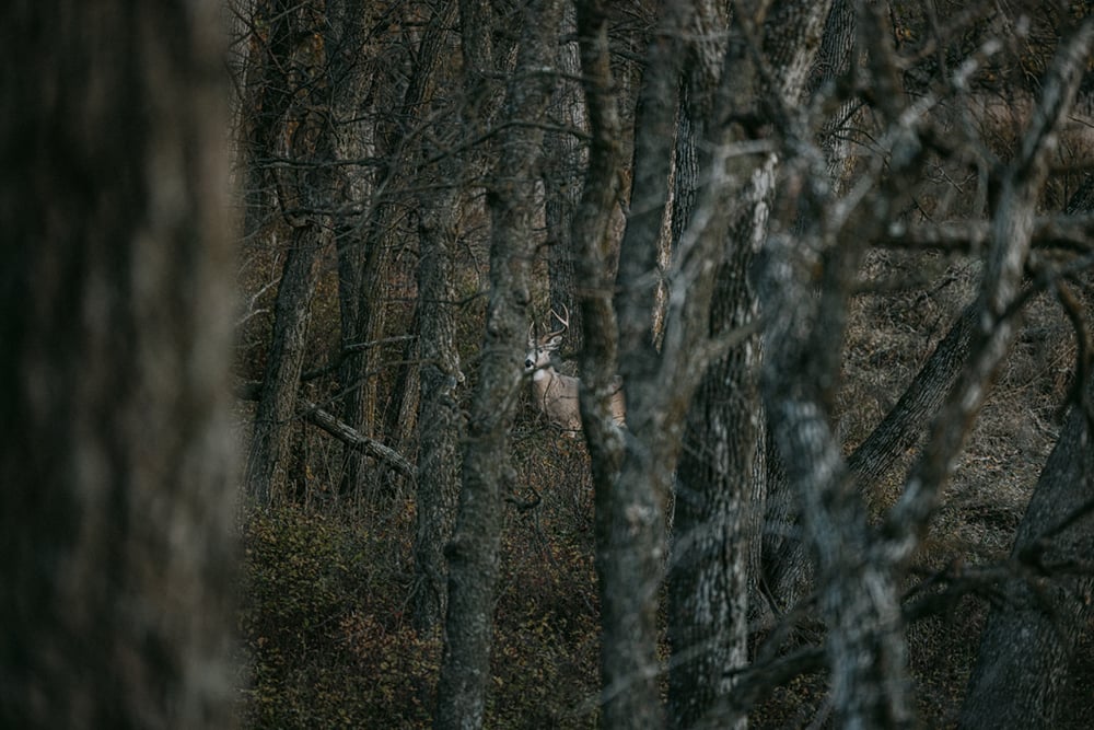 Whitetail Deer in the woods | SITKA Gear