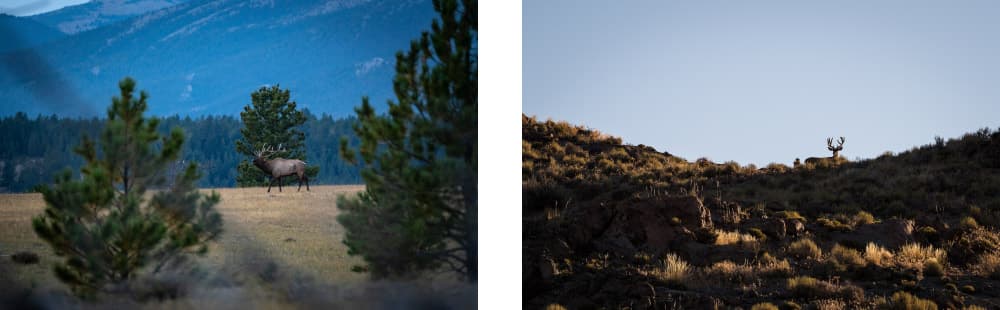 5 Stealth Tactics for Spot-and-Stalk Hunting