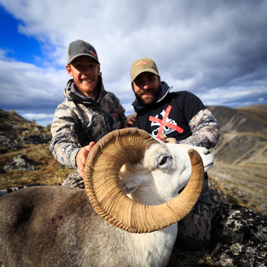 BC Stone Sheep
