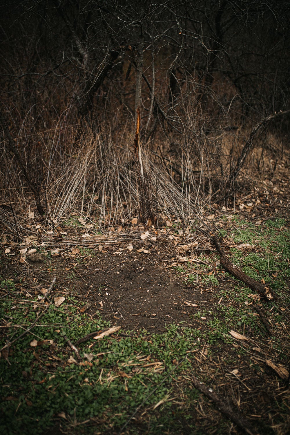 The Role of the Scrape