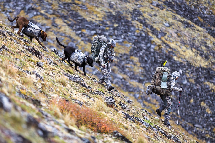 BC Stone Sheep