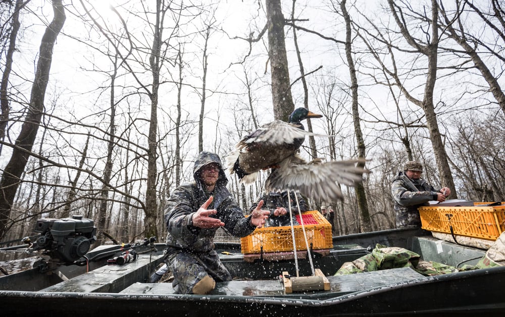 Flyway Science: A SITKA Ecosystem Grant Story