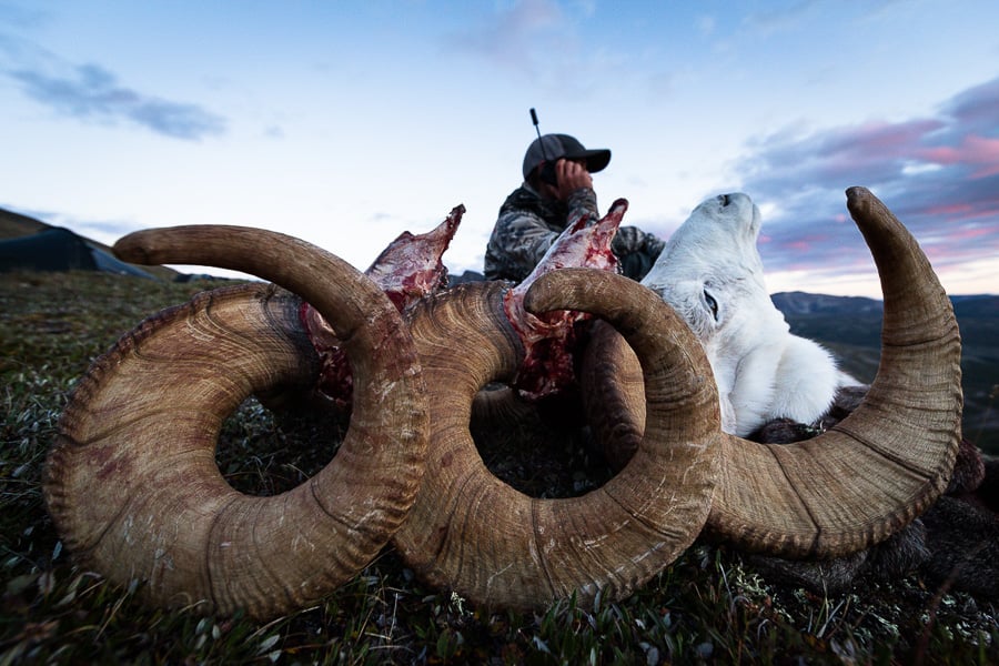 BC Stone Sheep