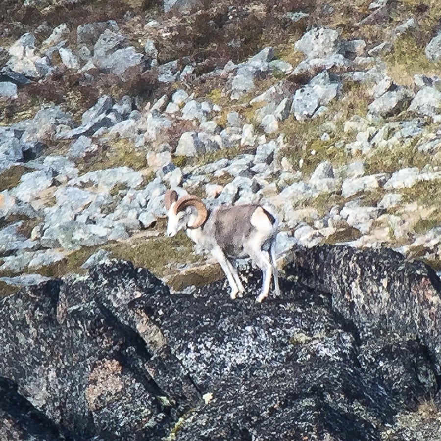 BC Stone Sheep