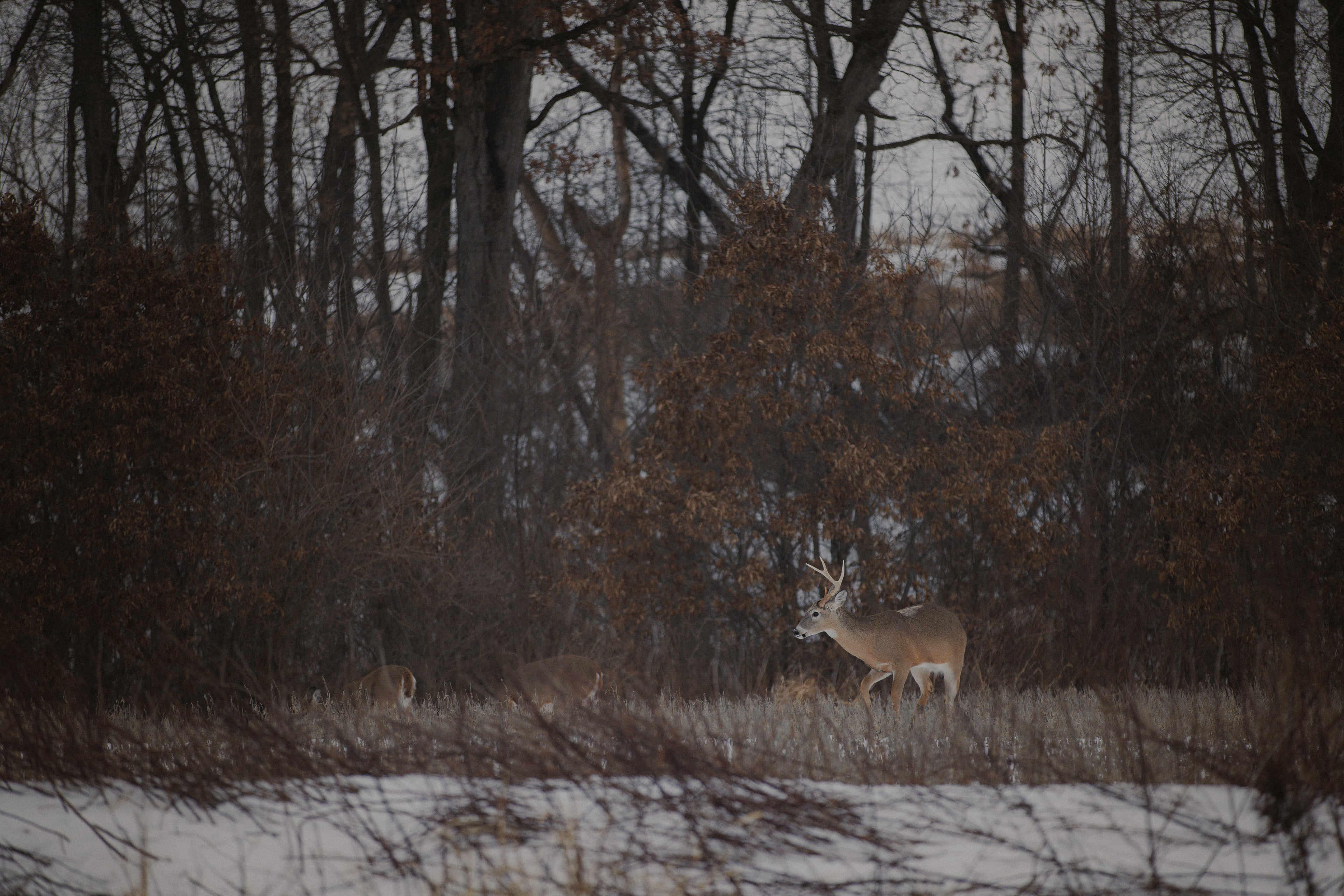 Winter is Antler Casting Time