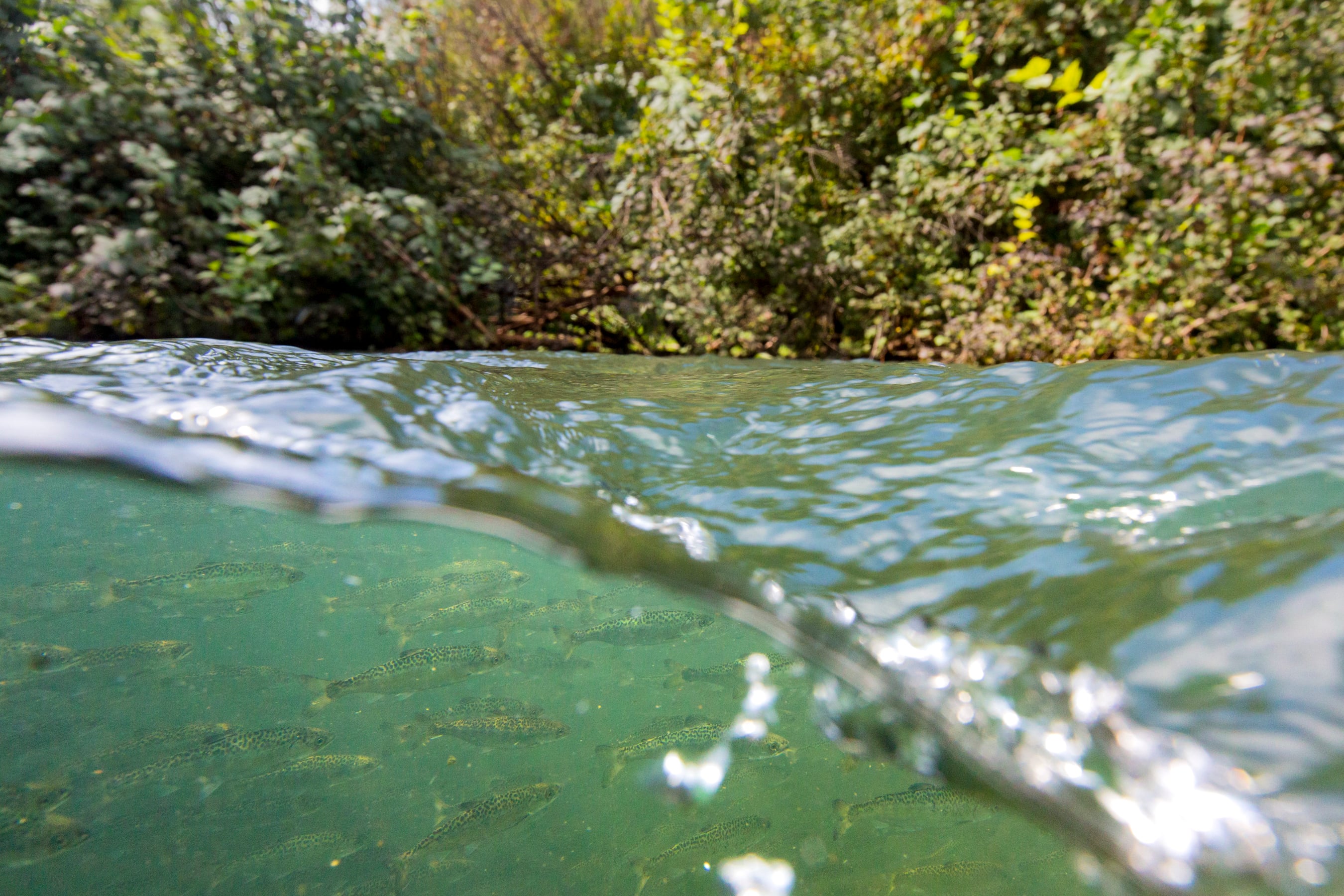The Rogue River: A Ribbon of Life American Rivers is Protecting