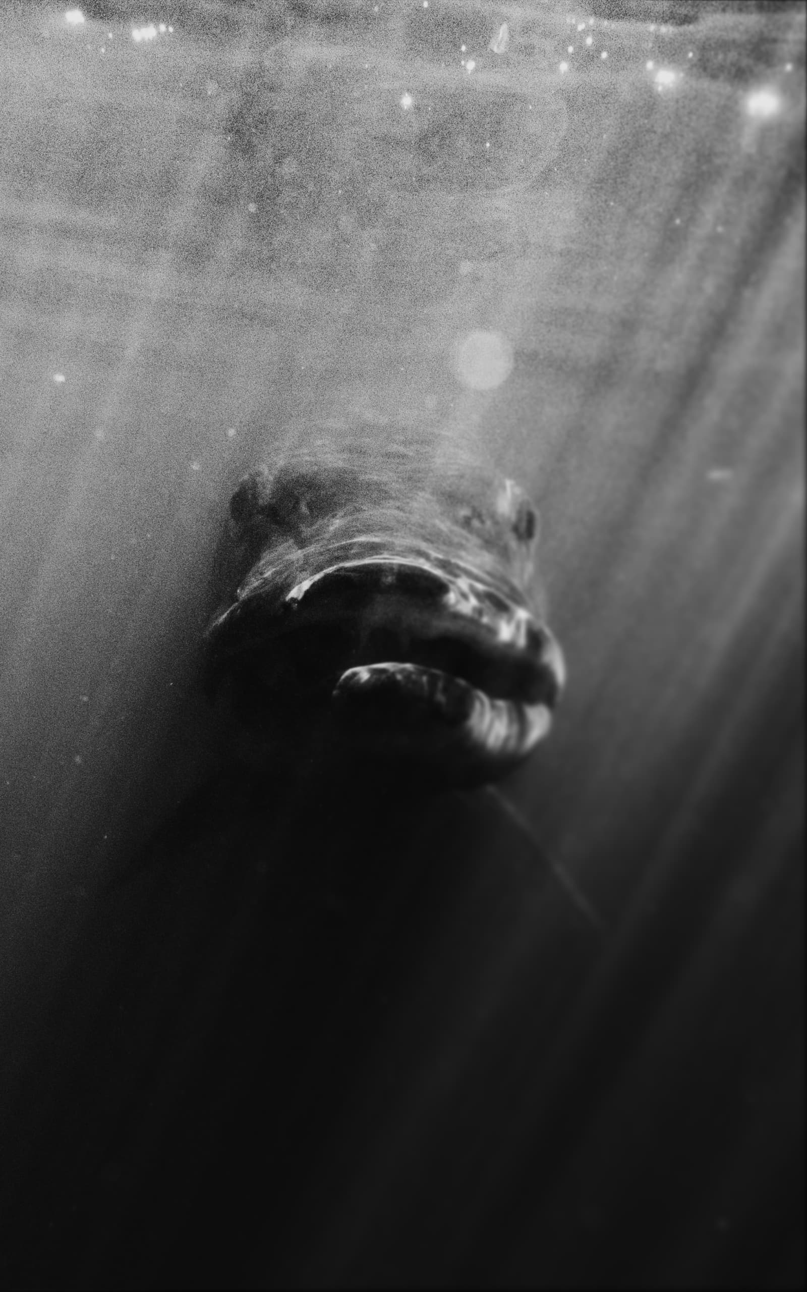 A fish in the water