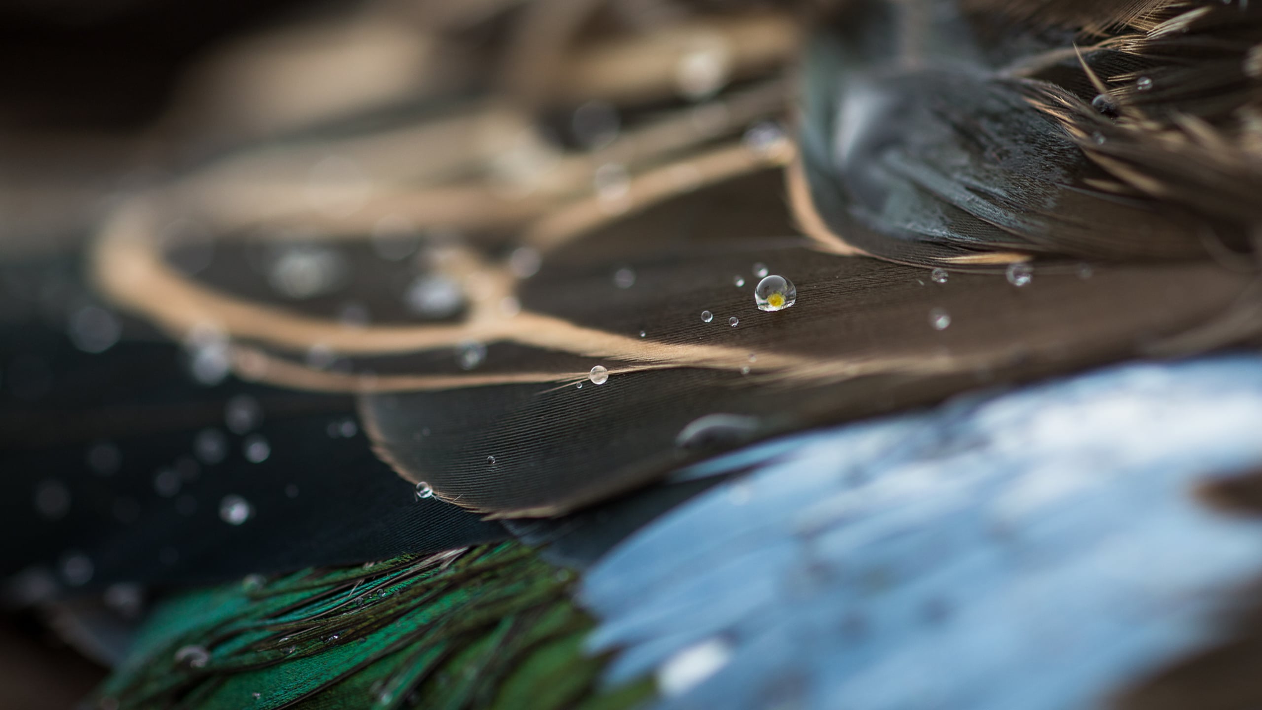 Conservation Desktop