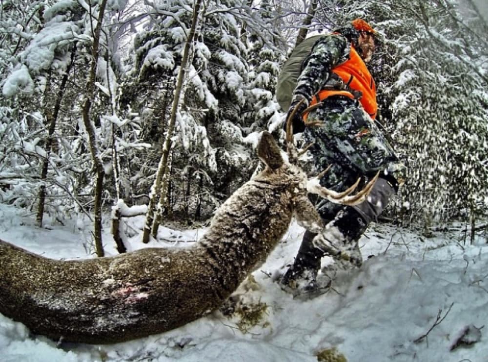 damon-whitetail