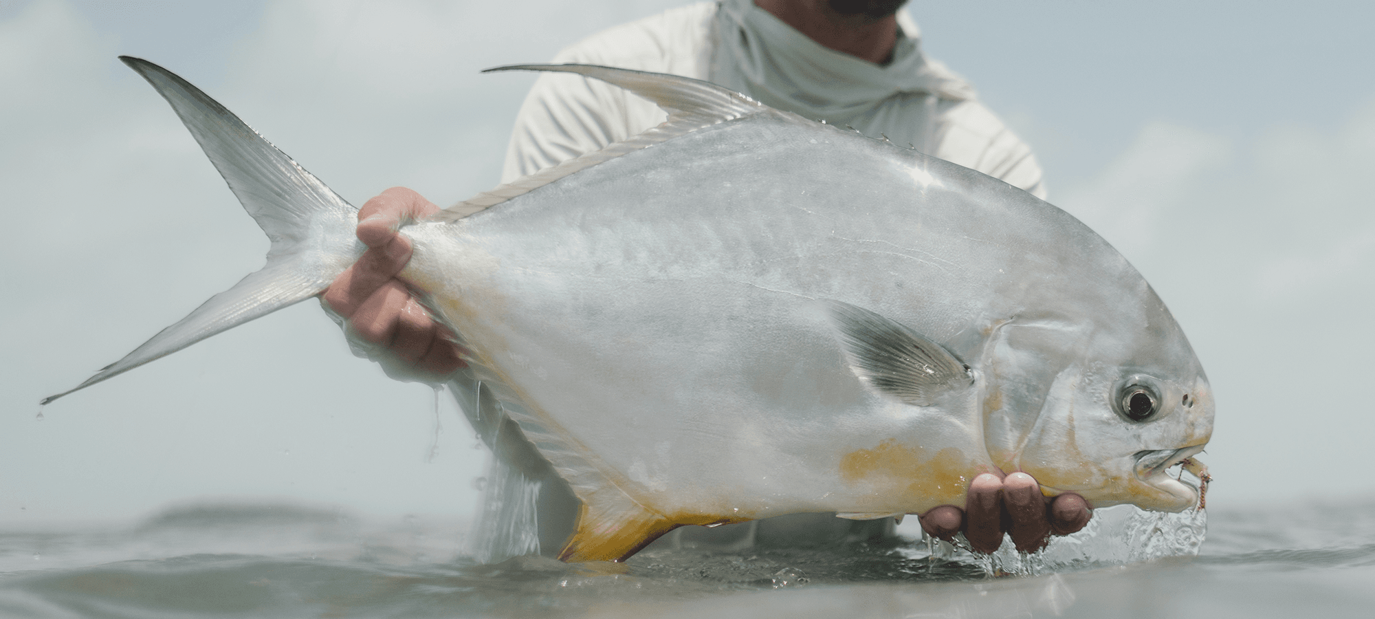 feathers-to-fins-2